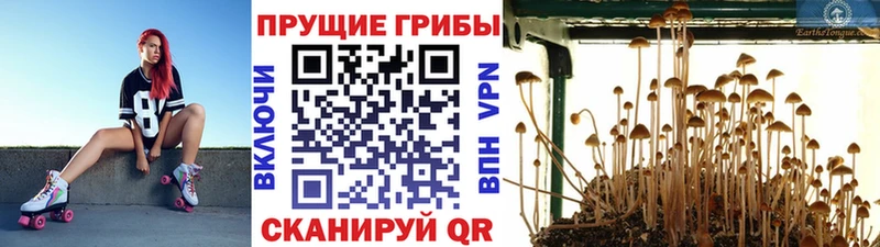 Купить Ряжск Галлюциногенные грибы прущие грибы